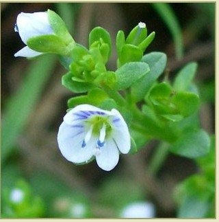Thyme: (Thymus vulgaris)