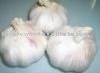 All Size of Garlic