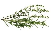 Oxidation  Management  Seasoning