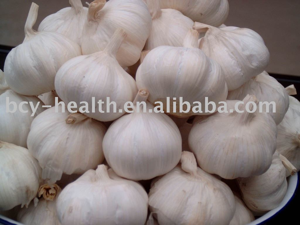China Garlic
