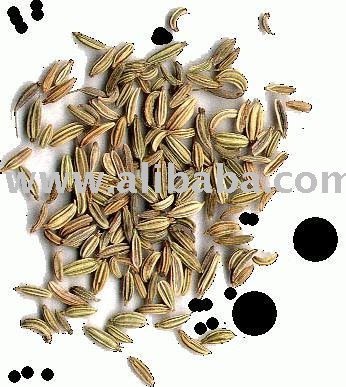 Fennel