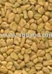 Fenugreek