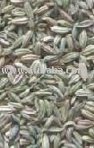Fennel seeds