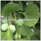 GINKGO BILOBA EXTRACT CAS 90045-36-6