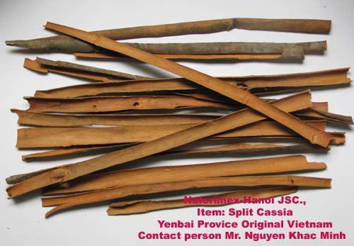 Split Cassia