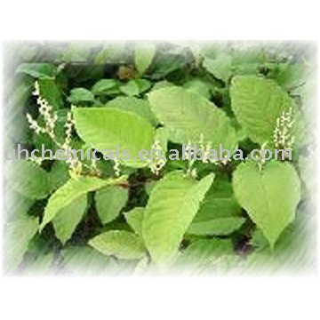  Resveratrol   Extract  CAS NO 501-36-0