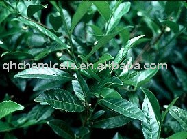  Phytosterols   extract  90-95% CAS 83-46-5