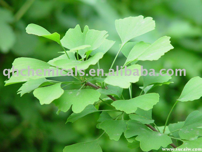  ginkgo   extract  p.e. CAS NO 90045-36-6