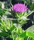  silybum   marianum  CAS NO 84604-20-6