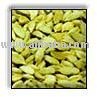  Indian   cardamom 