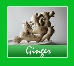ginger spices