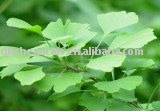 Ginkgo Biloba Extract  CAS 90045-36-6