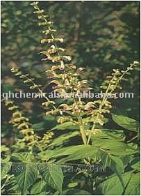 Danshen  Root  (  Salvia   Root )Extract CAS NO 90106-50-6