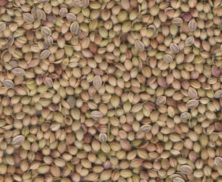 Coriander
