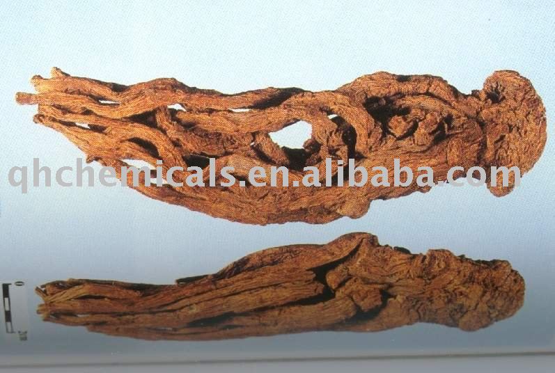  Angelica    Root   Extract 