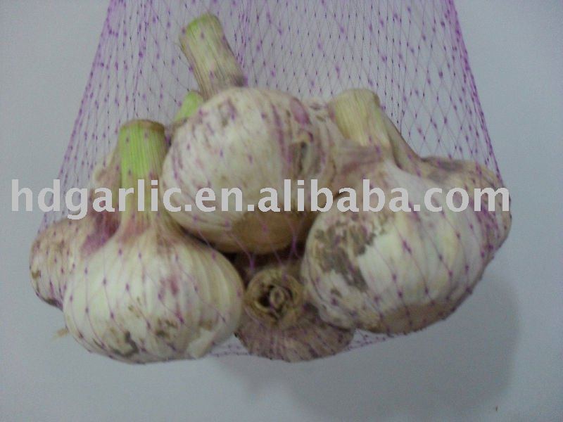 china regular white garlic