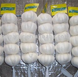 Fresh normal garlic