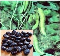  Mucuna   Pruriens 