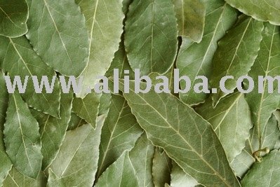  bay - laurel   leaves 