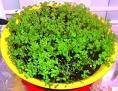 kasoori methi(pata methi)