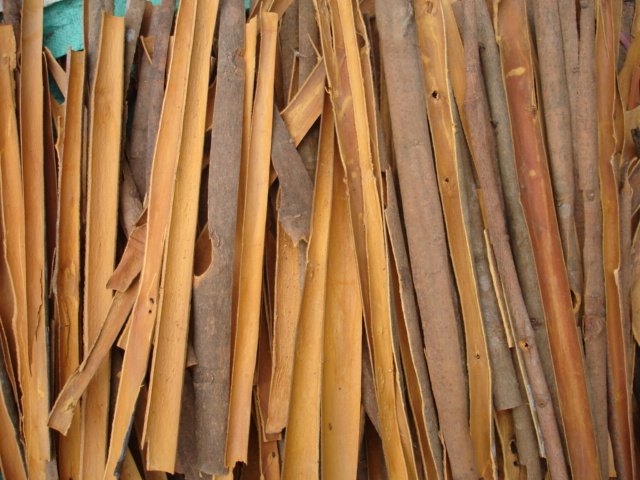 cassia split