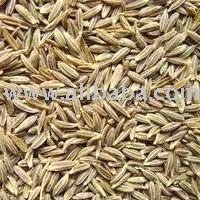  best   cumin   seeds  from nagaur