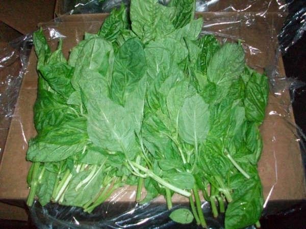 BASIL