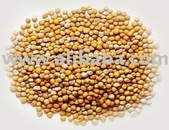 Mustard Seed