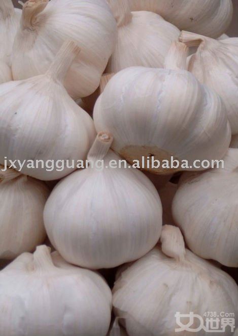 5.0 snow white garlic in China