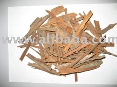 Cassia Broken