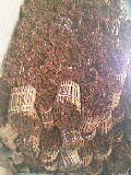 Cassia Cinnamon Bar And Powder