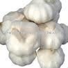 Famous Jinxiang Normal White Garlic
