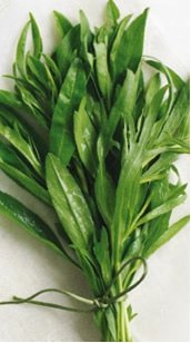 Tarragon-Estragon,Spices