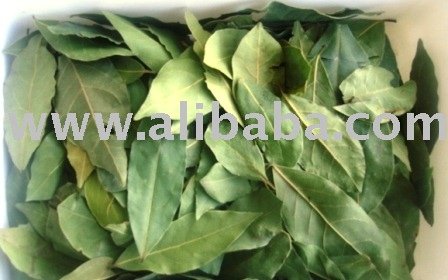 Spice Herbs and Spicy Seeds