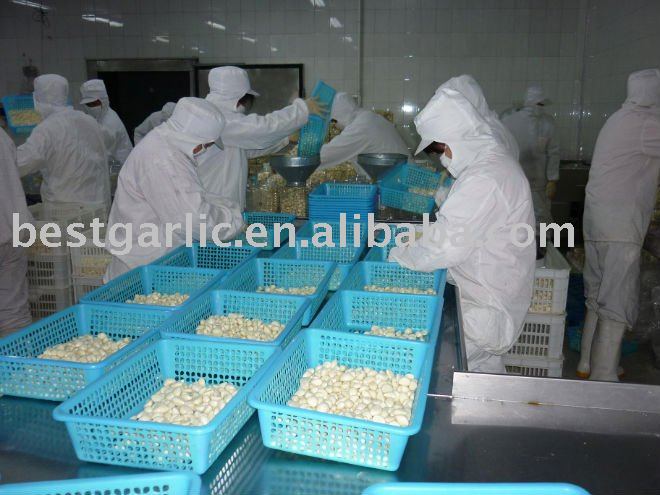 China Fresh garlic clove