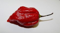 Roasted Hot Pepper