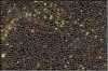  CANOLA   SEED S