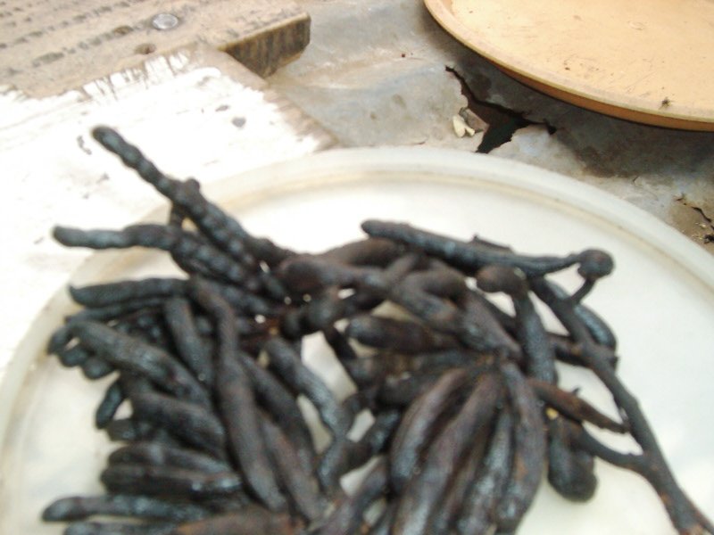 Pipper Aethiopila