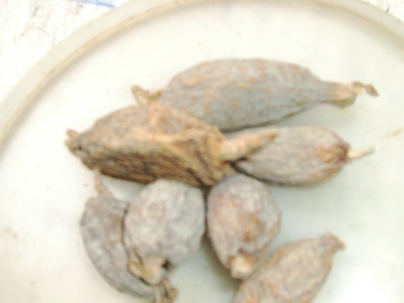 Aligator Pepper