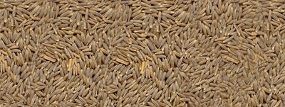 Cumin Seeds