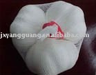 pure white garlic( min   order  13MT)