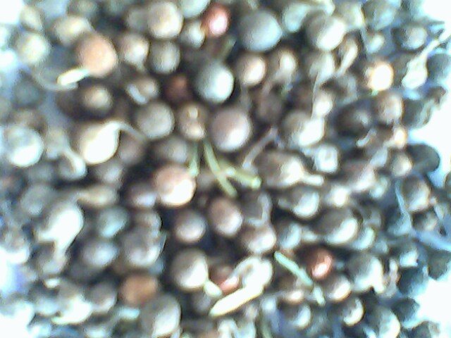 Black Pepper