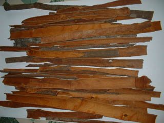 Split Cassia