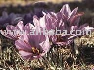 Purple Flowered Saffron