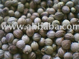 Coriander Seed
