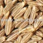  Cumin  Seed