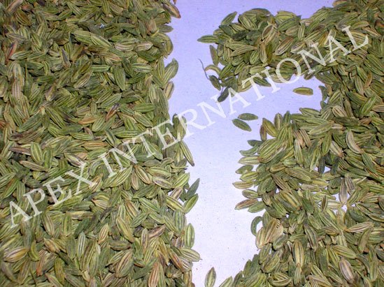 Fennel Seeds, Fenel Saunf Foeniculum Vulgare