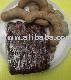 TAMARIND