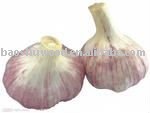 Big Chinese Red Garlic