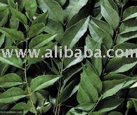 Curry Leaf